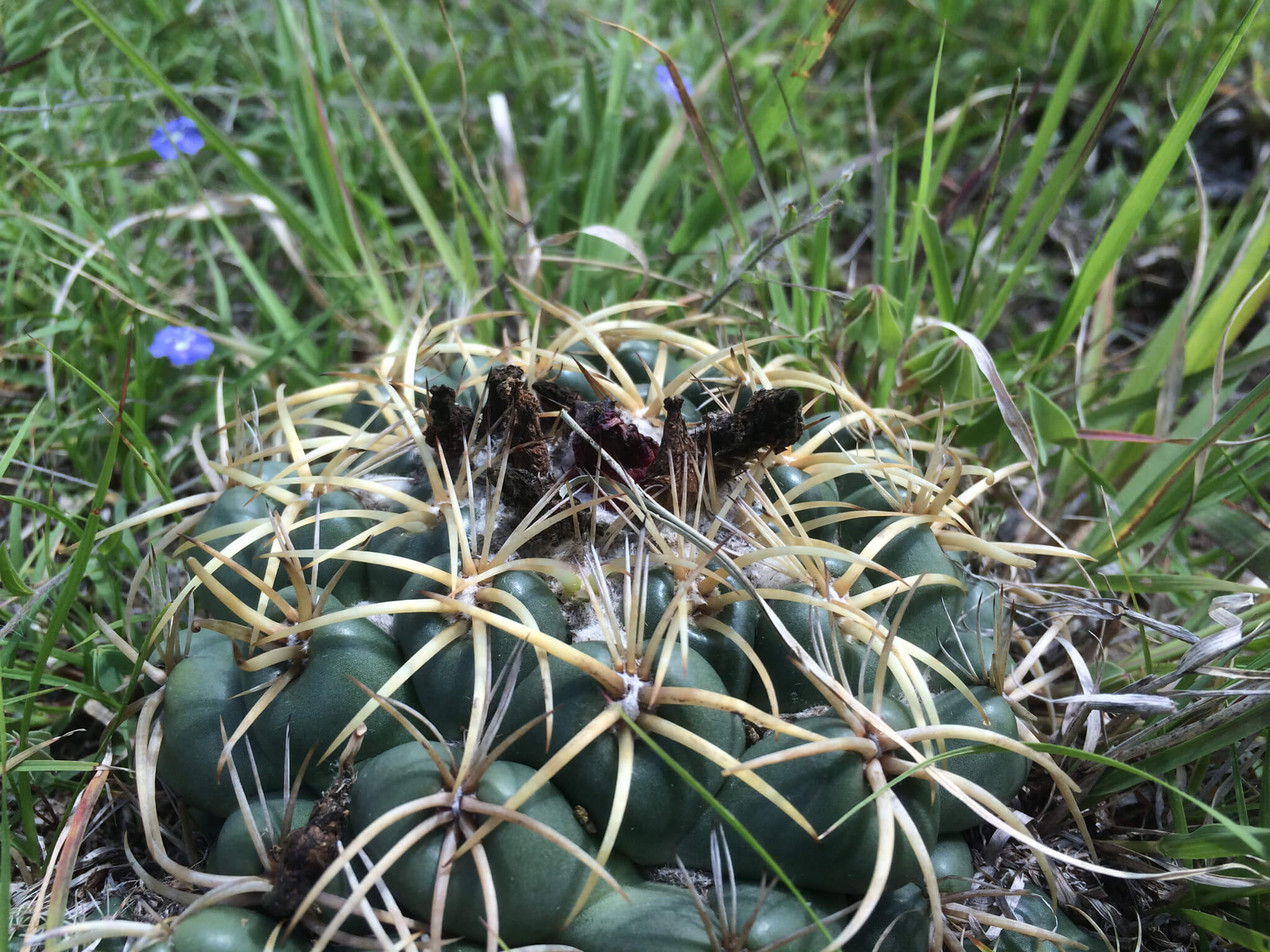 Coryphantha elephantidens